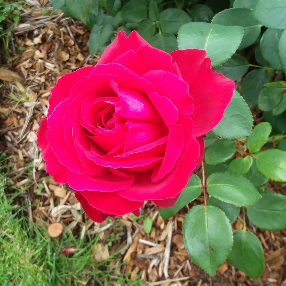 Meet the Posher, Jacqueline - Picture 4 of 4